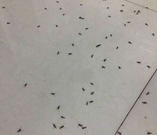 臭虫怎么消灭超简单！