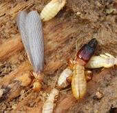 重庆灭白蚁的最好时机