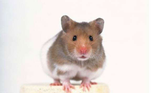 老鼠的危害及其预防工作