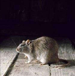 重庆灭鼠分享如何以自然方法驱逐老鼠