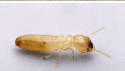 草原病害防治知多少？