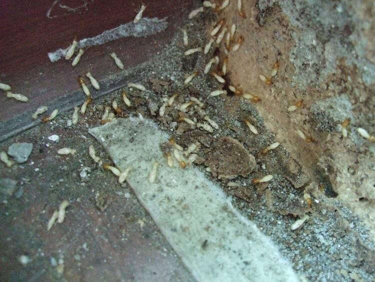 重庆白蚁治理谈仓库中发现白蚁，怎么办