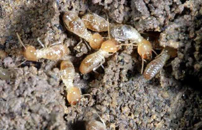 重庆灭鼠公司分析影响白蚁繁殖的四大主要环境因素