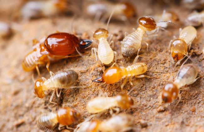 白蚁也有利于人类吗