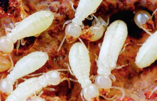 白蚁对人体有害吗