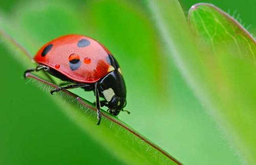 防害虫有哪些小知识呢
