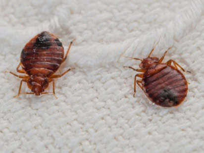 除虫公司是怎么解决家庭虫害的