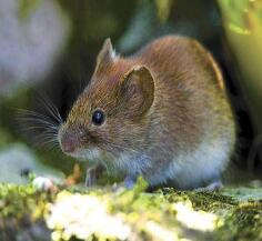 专业灭臭虫，最有效最快的方法