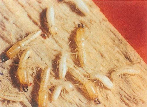 白蚁防治有哪些好方法