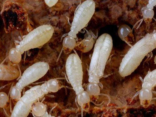 群体社会是白蚁的生物特性