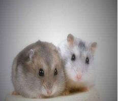 老鼠的危害有哪些？