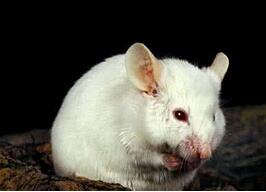 一般酒店灭鼠的方法