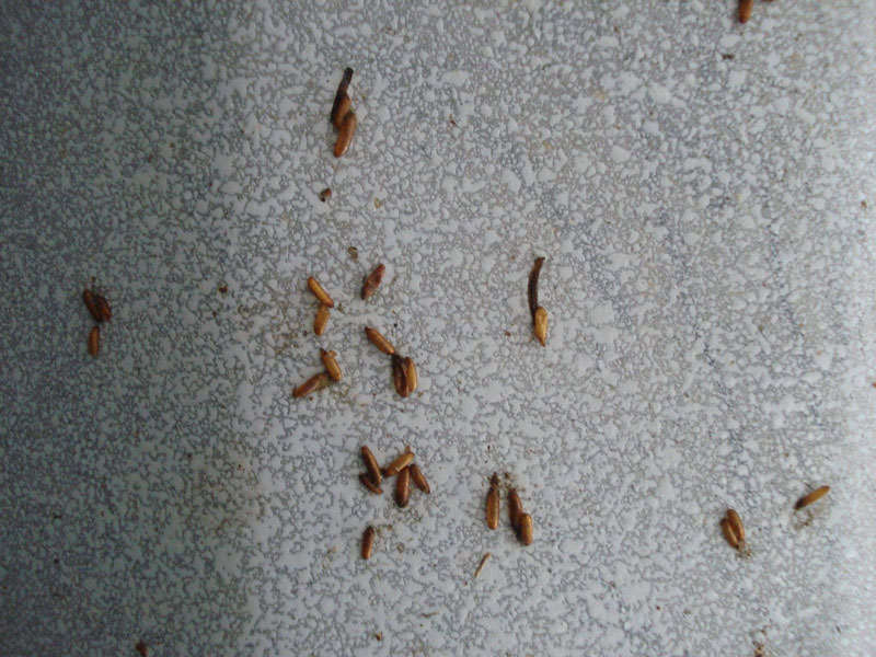 选择灭螨虫公司的几个技巧