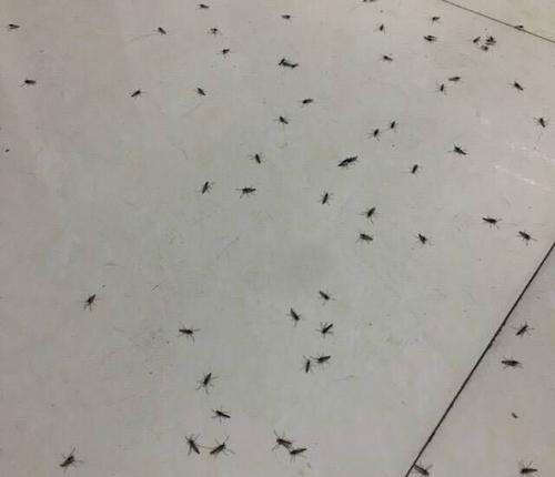 房间内如何驱虫？