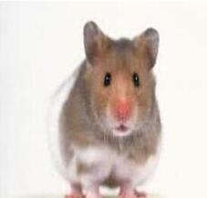 灭鼠公司总结小区防鼠秘籍