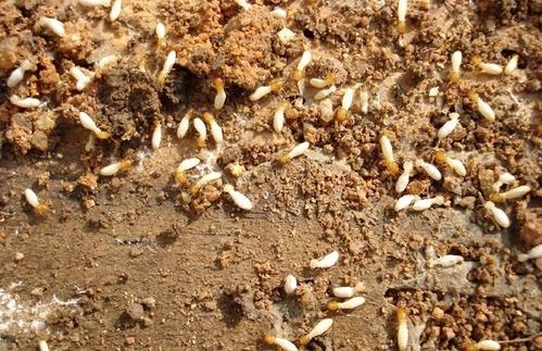 白蚁的危害总结