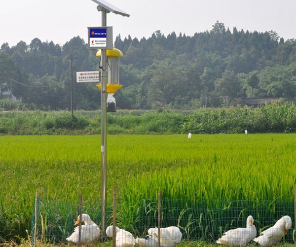 重庆杀虫公司教你去除肉质植物上的害虫