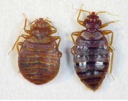 重庆杀虫分享臭虫应该怎么消灭、杀臭虫的方法