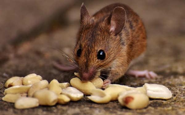 重庆灭鼠公司分享进行灭鼠后的注意事项