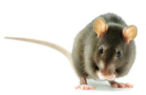 重庆白蚁防治中心教你怎样封堵鼠洞