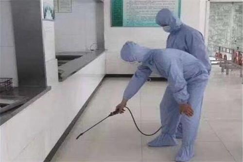 重庆杀虫公司教你去除多肉植物上的害虫