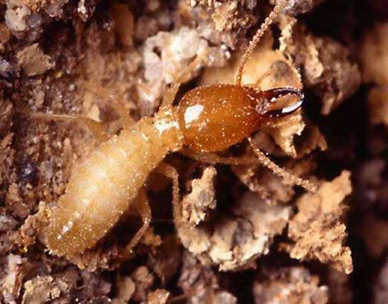 重庆治理白蚁公司分享最有用的灭白蚁办法