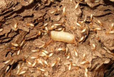 室内有白蚁要怎么灭白蚁