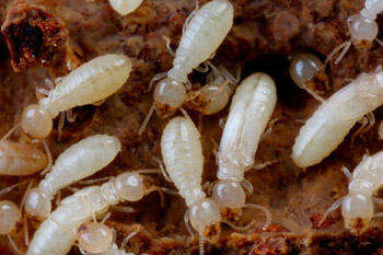 简单有效的灭白蚁方式