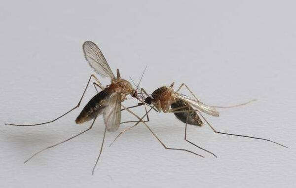 城镇灭蚊的特点