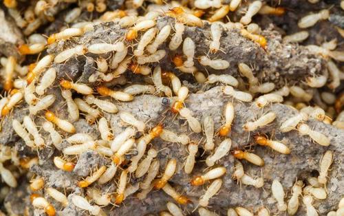 消灭白蚁有哪些方法